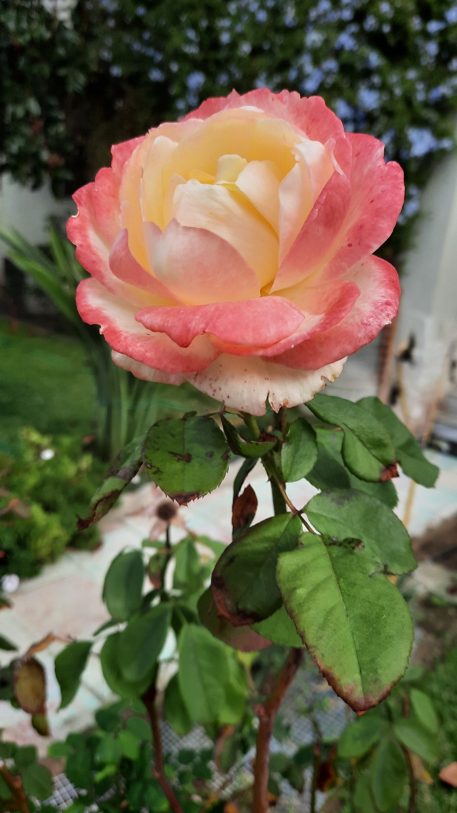 О рамках и розах