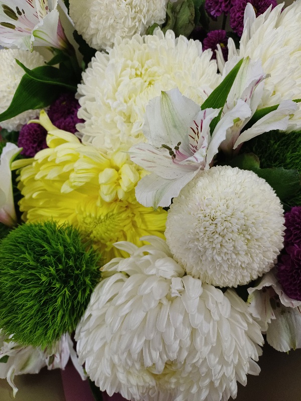 Хризантема