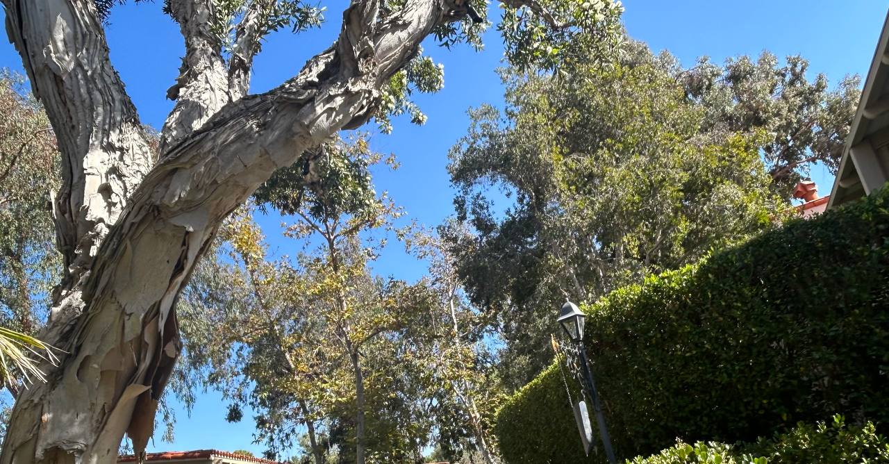 письмо из Сан-Диего