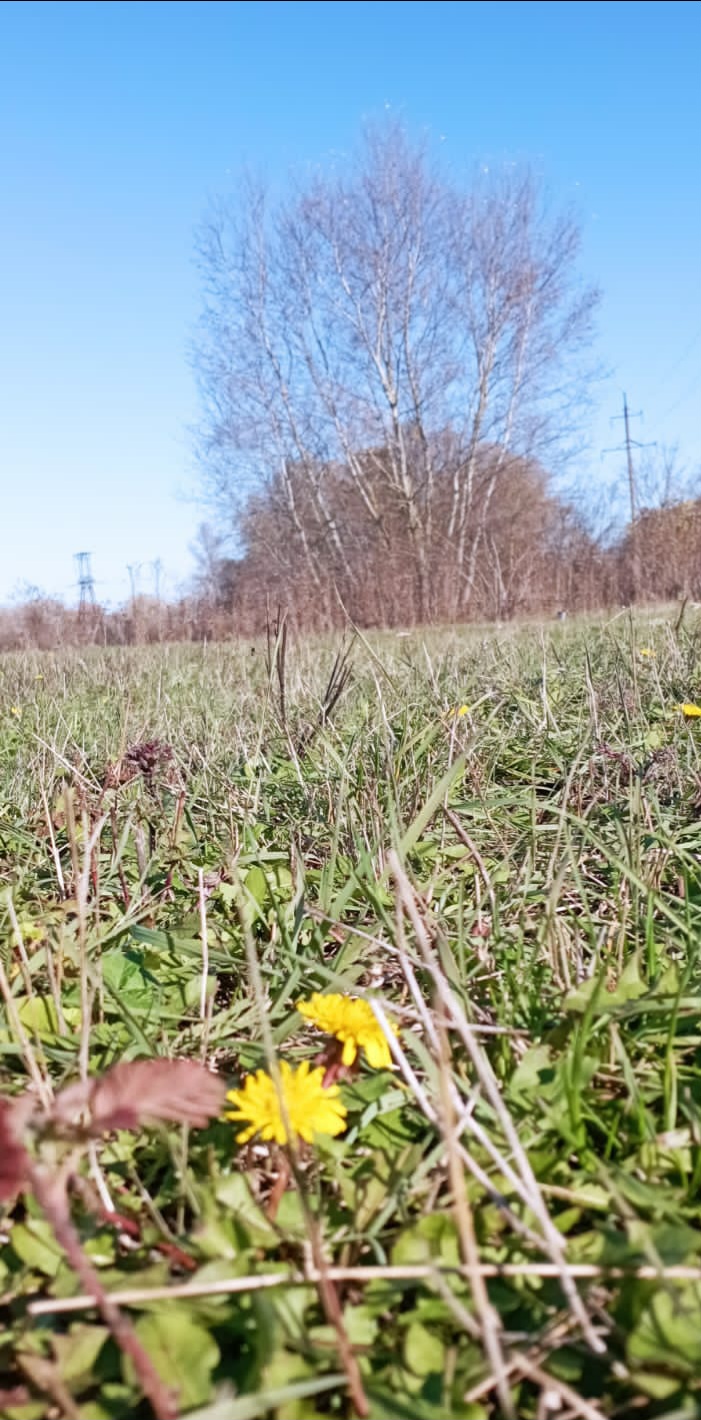 Осенние одуванчики, хайку