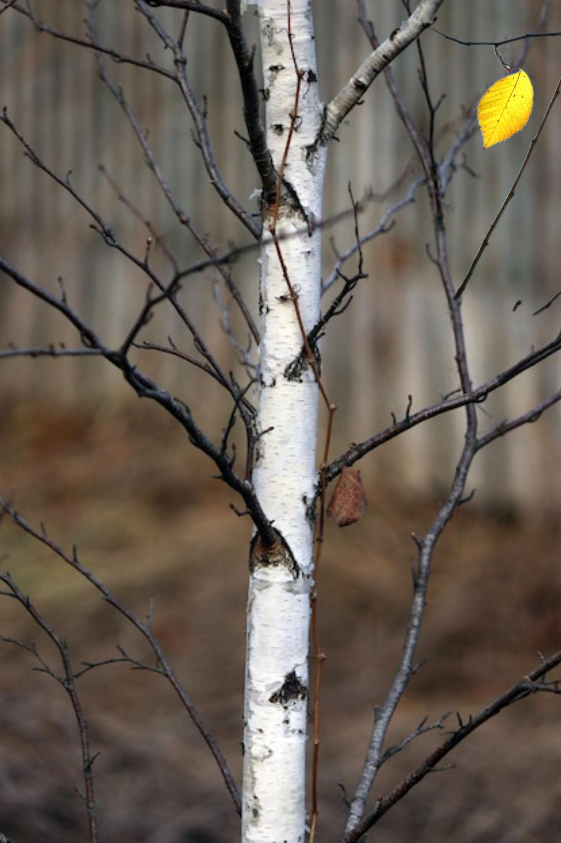 Последний листик на берёзке...