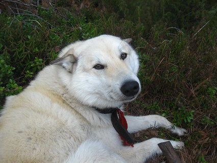 Утро четвёртого ноября