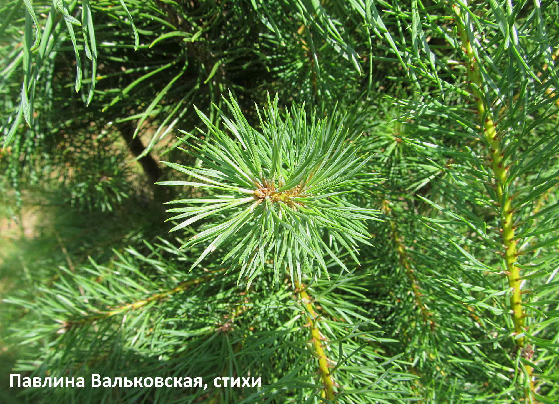 Пологий спуск к реке сквозь сосен ряд