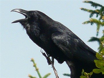 Не каркай, ворона