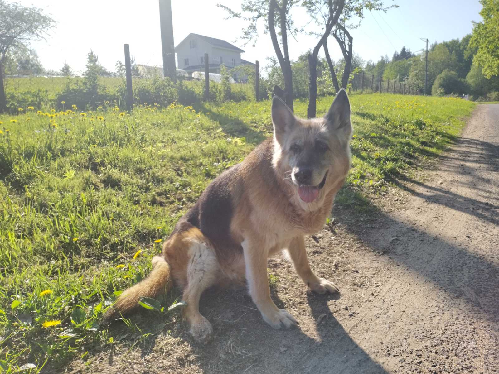 Овчарки Дейме