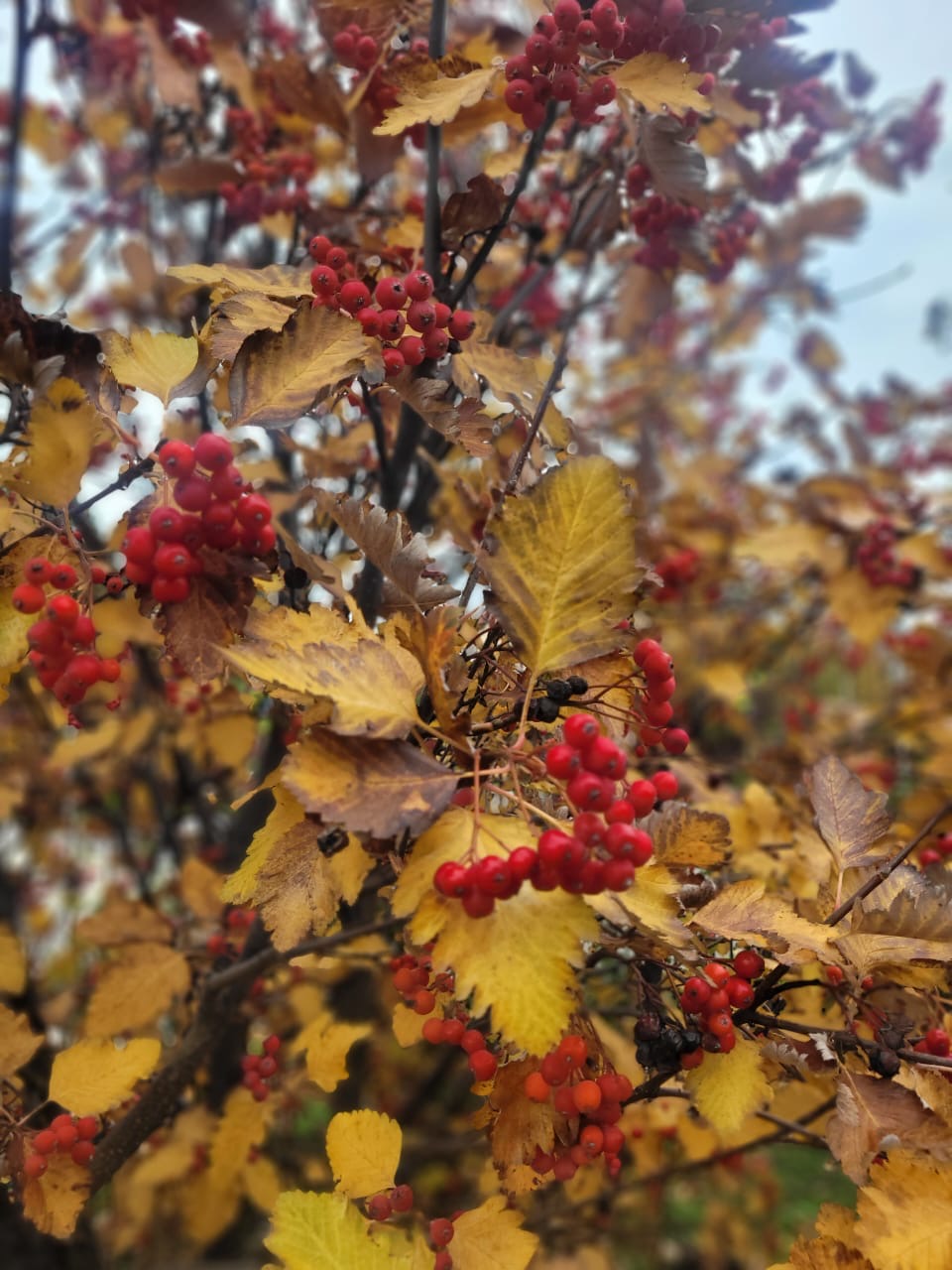 Скажи мне, осень...