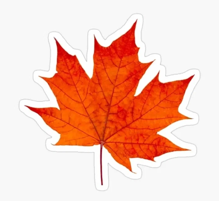 Упал лист клена на плечо