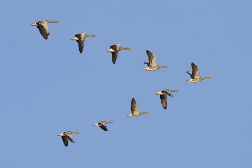 Клин гусей летит над дубом