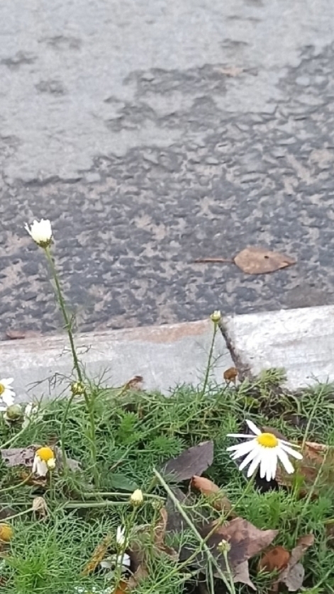 Ноябрьские холсты