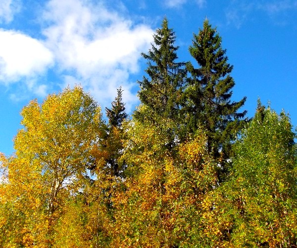 Сколько листвы кружиться над нами?