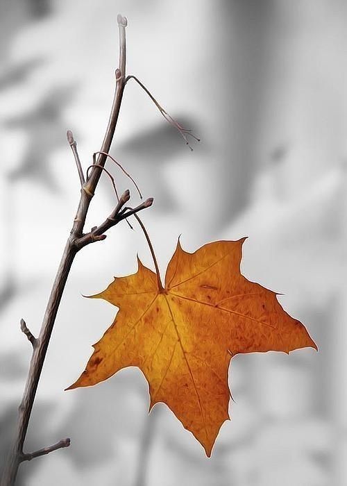 Истлевший клёна лист похож на трафарет