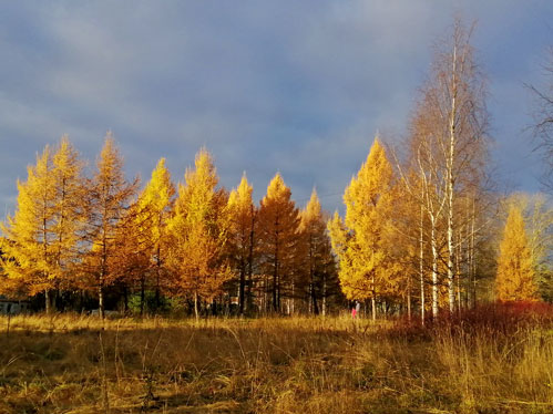 Это вам не колючие ёлки...