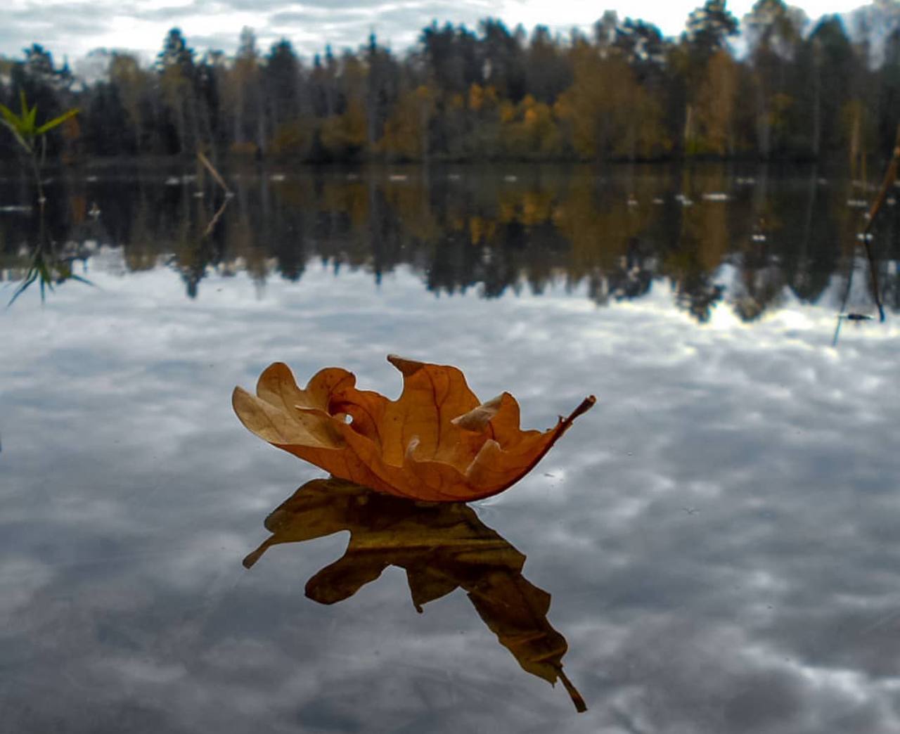 Лист падает