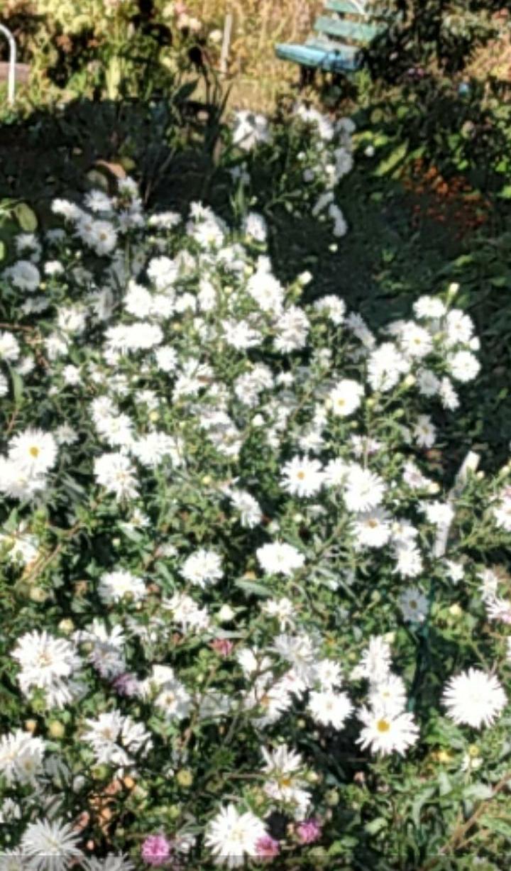 Деревню возродить!