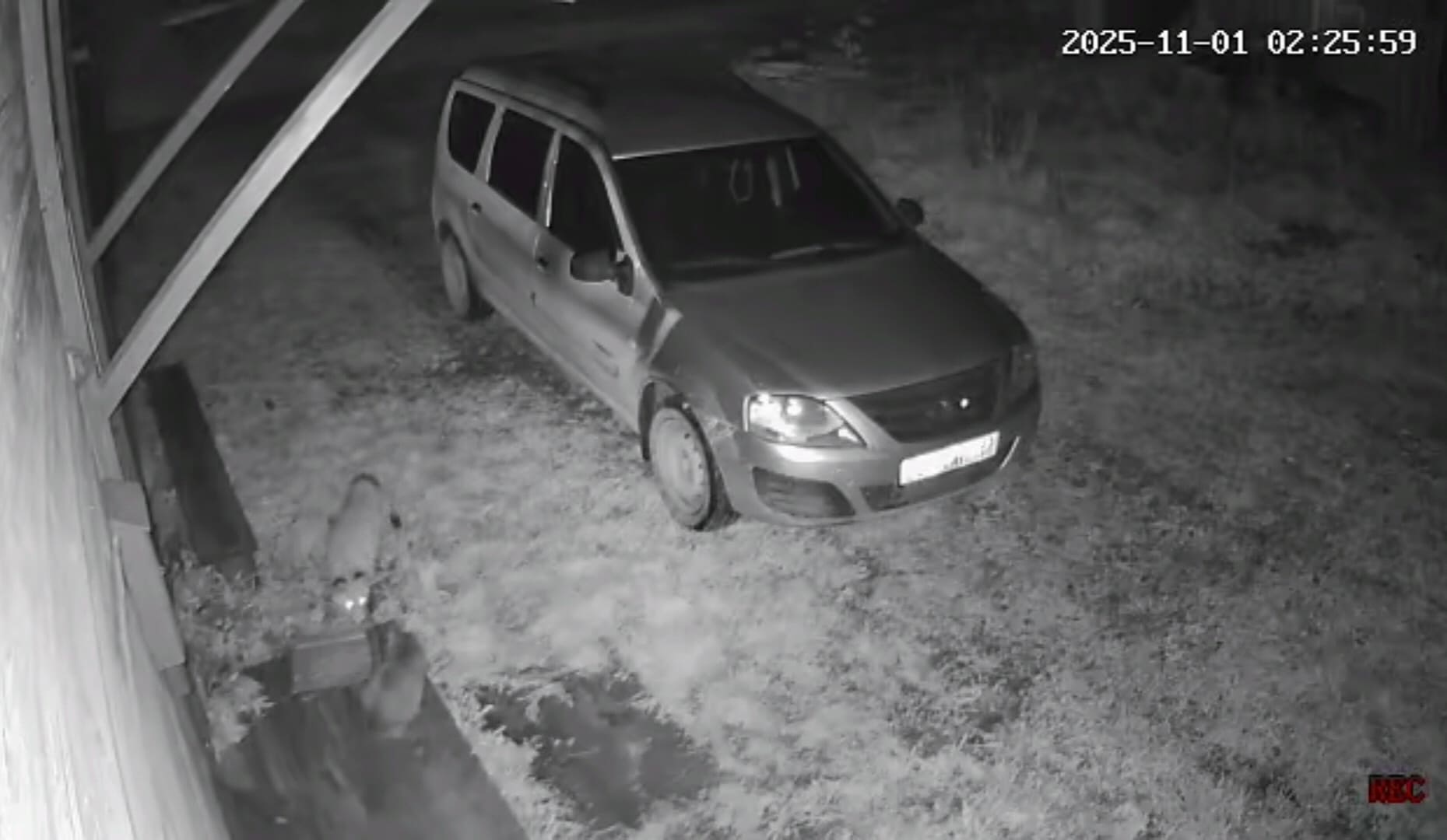 лисе-односельчанке