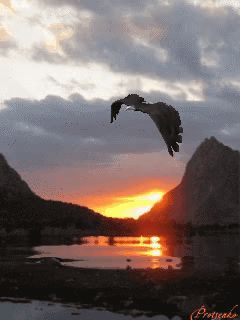 Улетают птицы, улетают