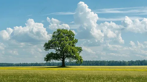 В детстве я думал, что плющу нужна опора, а дерево