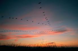 Жизнь словно клин журавлей