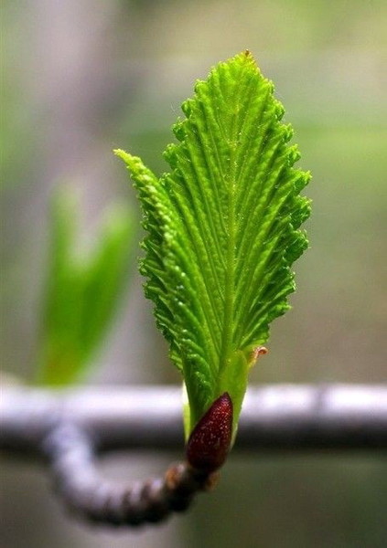 История жизни листика. Сказ первый. О Любви