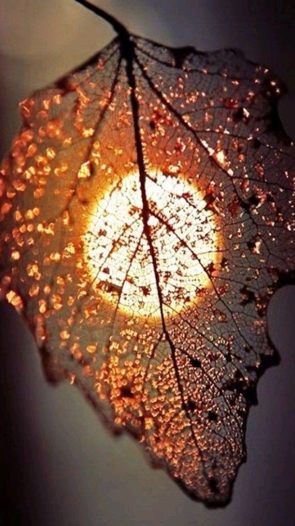 Моно-но аварэ