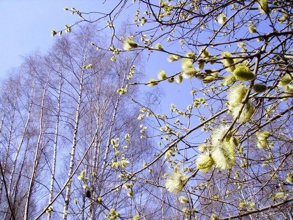 Весна пришла