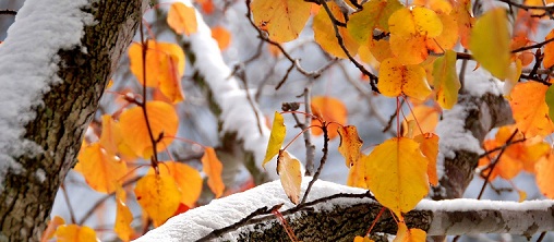 Осень-милка, осень-пташка...