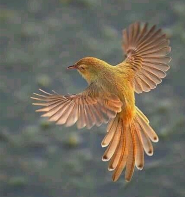 Ты сидеть не привыкла в клетке