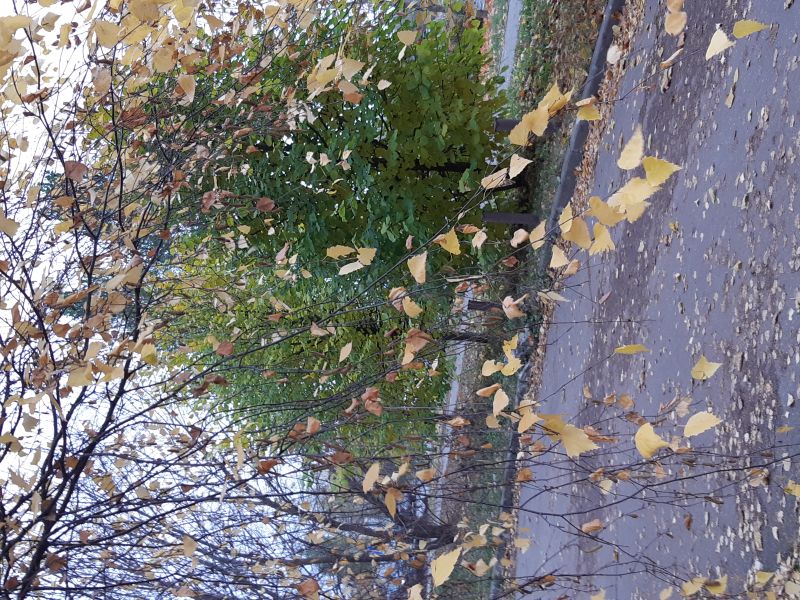 Юбилейная Осень жизни - Владимиру Мироненко