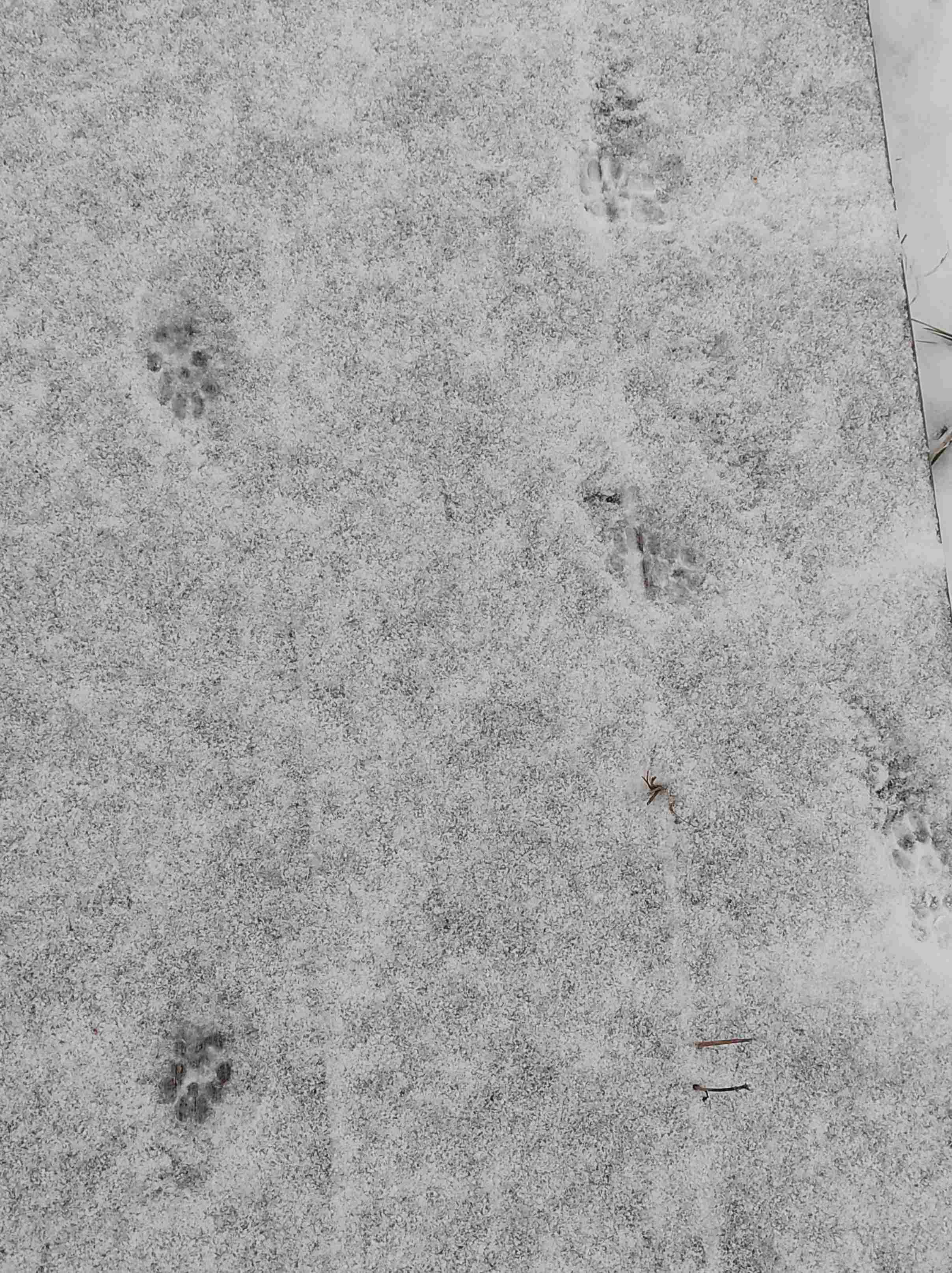 На снегу следы кота