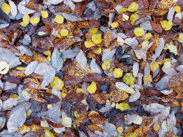 Это осень шепчет за окном