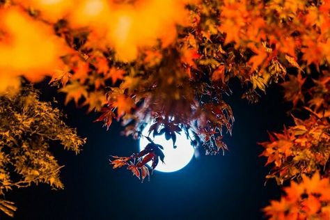 Завидуют феи