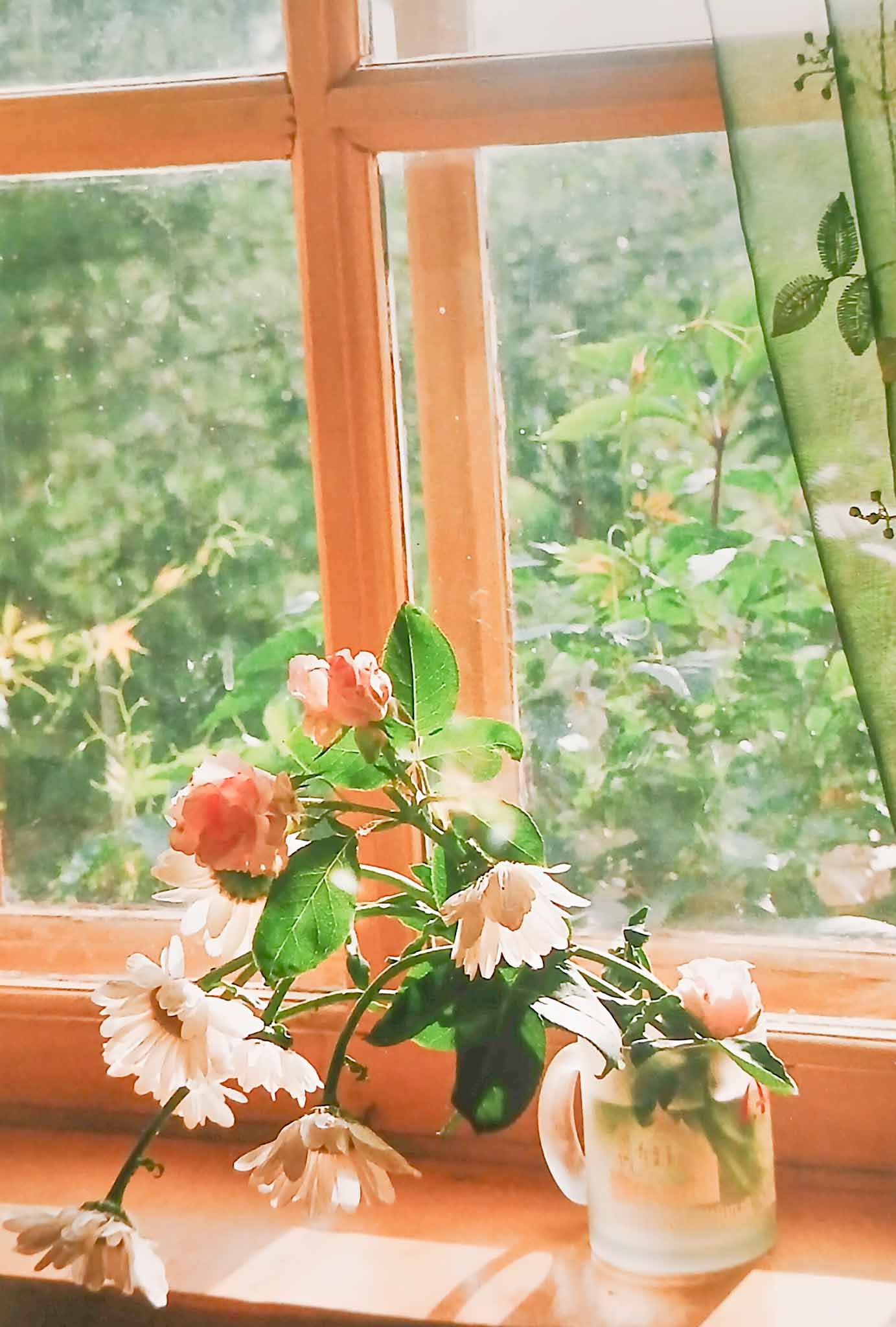 К голубку за окном