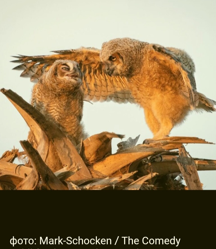 Глупые не задавай вопросы