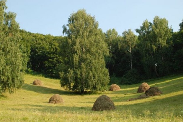 Мой товарищ - это лес