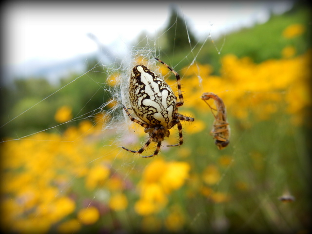 Паук-крестоносец