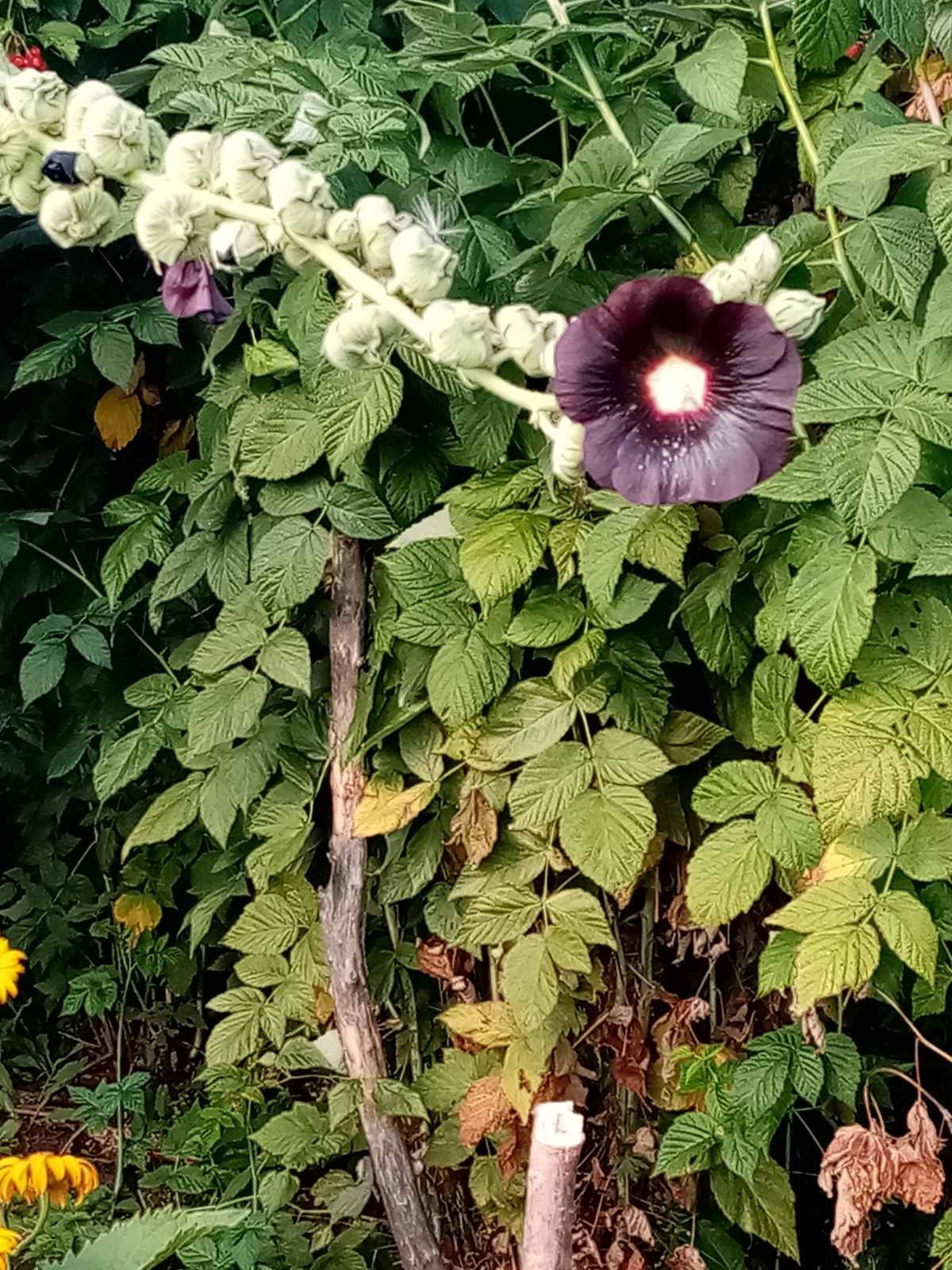 Огородное радио