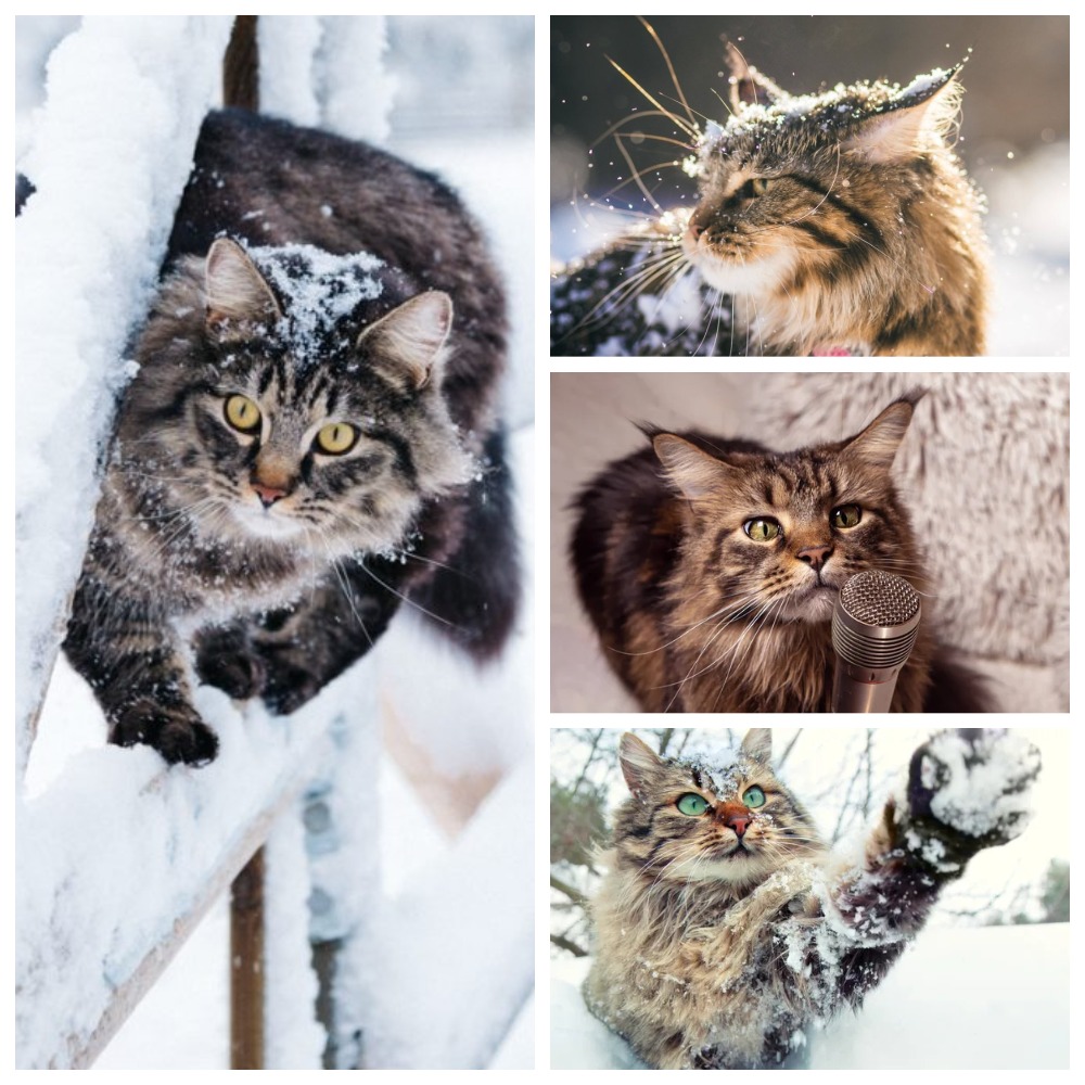 Мурзилка недоволен!