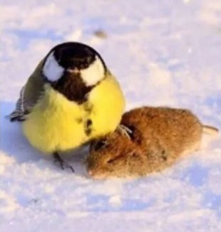 Серый кардинал, миледи, Бендер