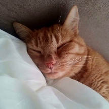 Коты или собаки