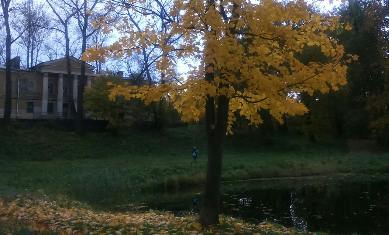 Три дня, как облетело это дерево...