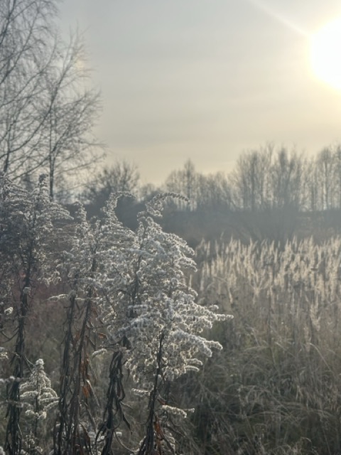 Танцующие феи