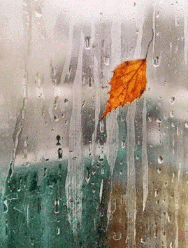 Глухо шелкает дождь