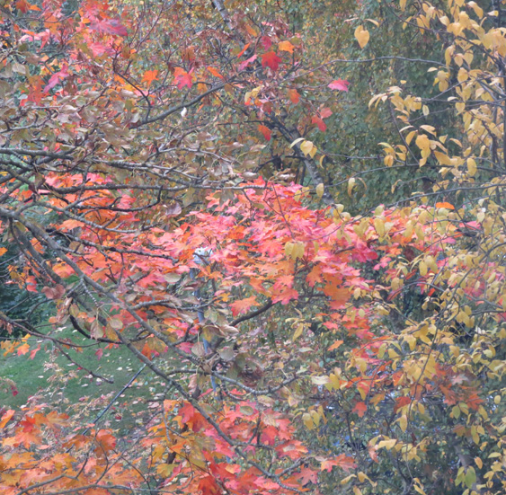 Золотая осень двора и его не раскрытая тайна...
