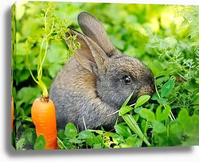 А у нас на огороде серый зайчик поселился...