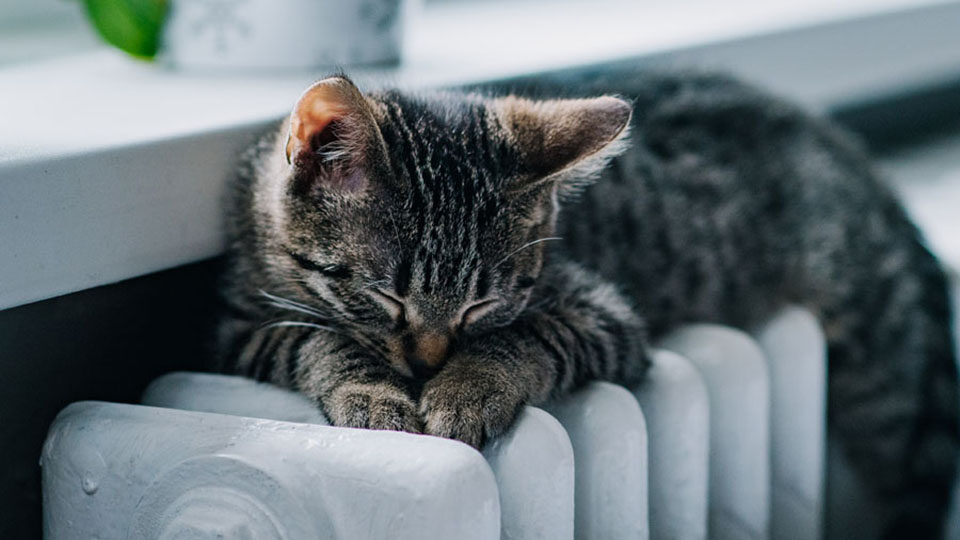 Мурлычет кот на батарее... Стишата пятиминутки