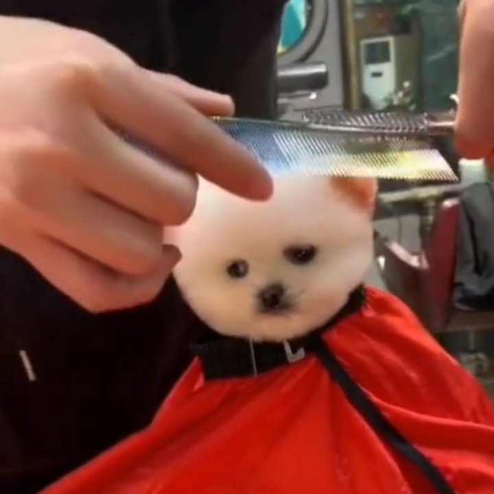 Смешинка 95. Модница