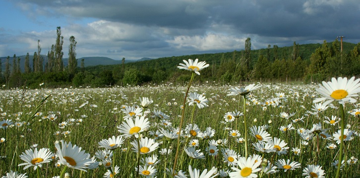 Нам дано быть