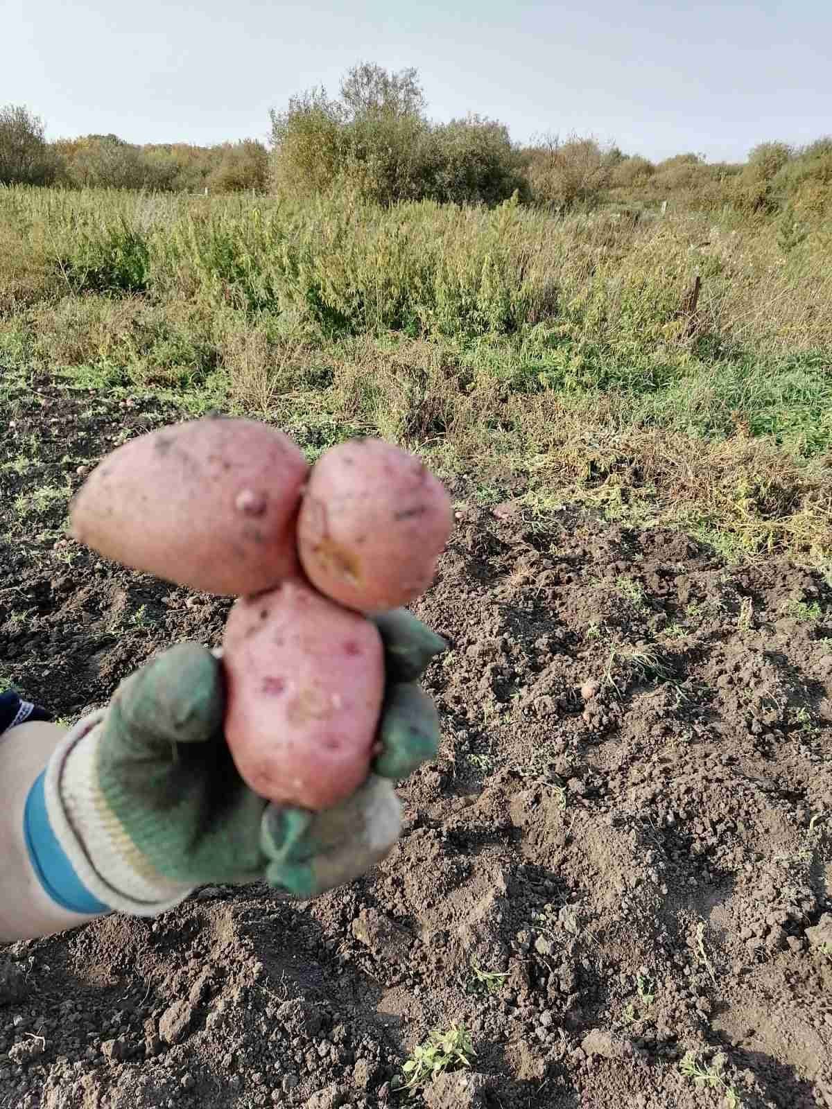 Три орешка для Золушки...