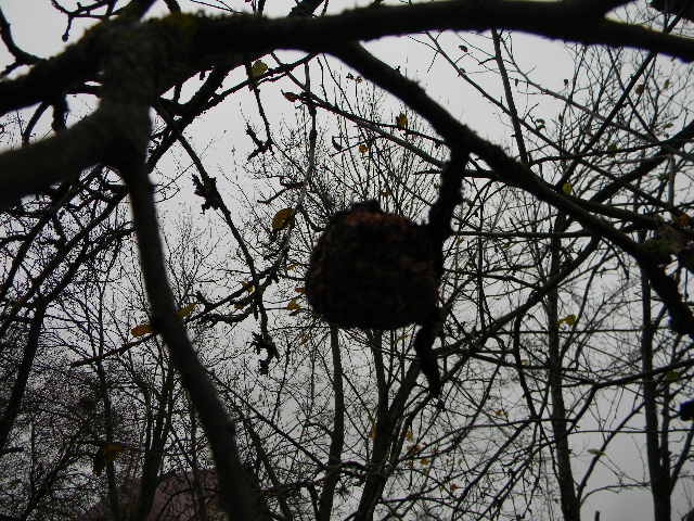 Природа его выбирает...