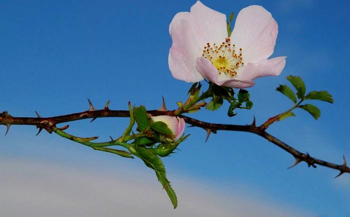 Шиповник больно уколол